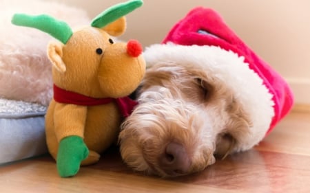 Sleeping with Rudolf - hat, dog, pink, toy, rudolf, santa claus, christmas, white, animal, sleep, puppy, reindeer