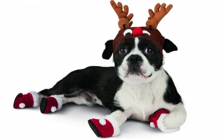 Rudolf? - animal, cute, black, rudolf, reindeer, christmas, white, ref, dog, horns