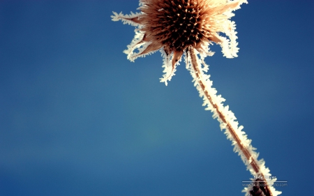 Frosted sunflower - sunflower, ice, photography, winter, wallpaper, frosted, hd, nature, abstract, cold, macro, frost, snow, frozen, flowers