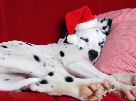 Sleeping - dog, pink, santa claus, christmas, black, white, sleep, red, cute, dalmatian