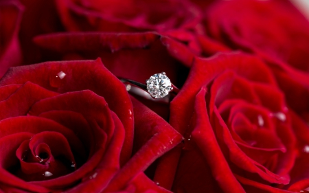 red roses n wedding ring - Flowers & Nature Background Wallpapers on