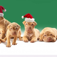 Christmas Pups