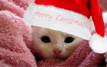 sweetness - animals, christmas, cats, kitten