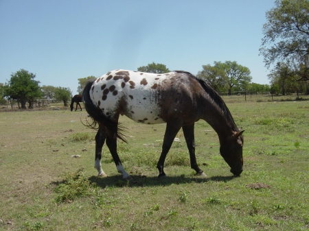 appaloosas - horses, fast, art, animal, running, wallpaper, draft horse