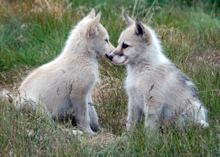 which way should we go - friendship, canine, wolf, majestic, arctic, nature, abstract, grey wolf