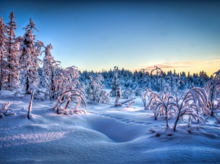 Winter sunset - trees, evening, frost, snow, winter, tracks, sunset