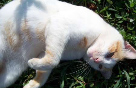 *** White cat *** - animal, animals, dogs, dog