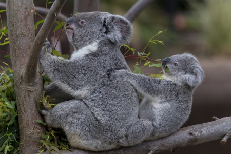 *** Koala family *** - animal, family, coala, anim als