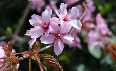 *** Blossoming branches of a tree *** - flowers, trees, nature, spring, flower