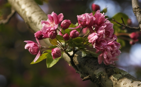 *** Blossoming branches of a tree *** - nature, flowers, flower, spring