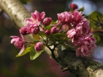 *** Blossoming branches of a tree ***