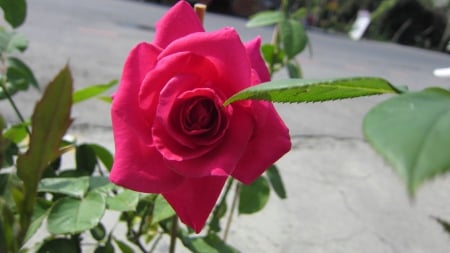 Red rose - red, beautiful, cheerful, rose, sunny day