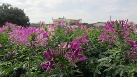 Purple garden - purple color, pretty, garden, flower, rural