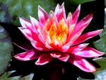 *** Water Lily ***