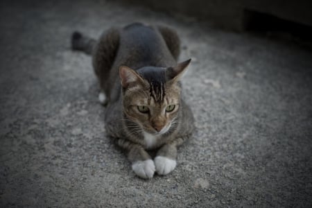 *** Cat *** - cat, anials, cats, animal