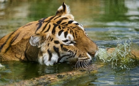 *** Tiger *** - animal, cats, waild, cat, animals