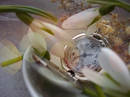 Amazing Moment - flower, time, soft, abstrat