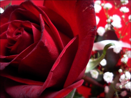 Red Rose - flower, nature, rose, soft