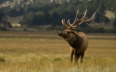 Deer - animal, deer, horn, jungle