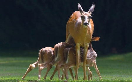 Deer - animal, horn, deer, jungle