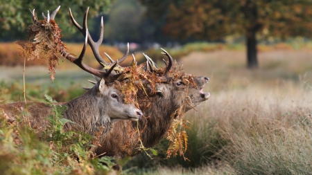 Deer - animal, deer, horn, jungle