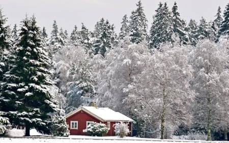 purely winter - white, winter, nature, snow