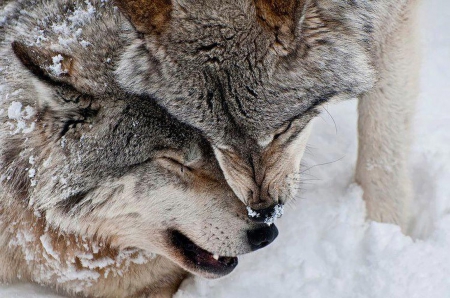 Friendly kiss - wildlife, friend, wallpaper, cute, animals, sweet, love, hd, wolf, wolves, wild, nature