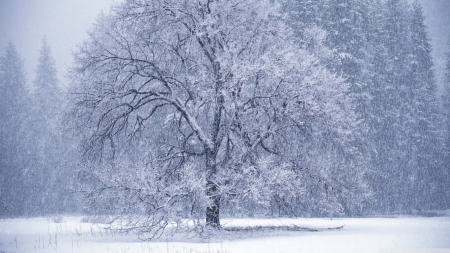 Snowy tree - ice, landscape, winter, wallpaper, hd, nature, white, forest, cold, frost, snow, tree, frozen, scene