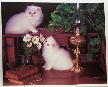 Cute Persian Kittens - cats, animals, cute, kittens, persian