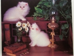 Cute Persian Kittens