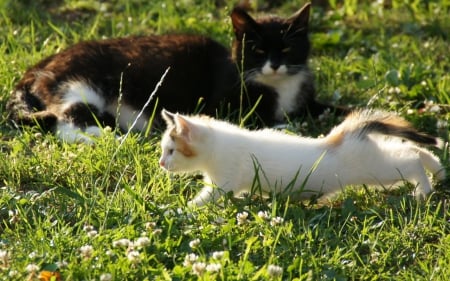 Cats - sleepy, cute, beautiful, cat, sleeping, kitty, cats, hat, cat face, paws, face, animals, pretty, beauty, sweet, kitten, lovely