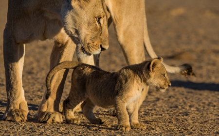 Lions - sleepy, cute, beautiful, cat, sleeping, kitty, cats, hat, cat face, paws, face, animals, pretty, beauty, sweet, kitten, lovely