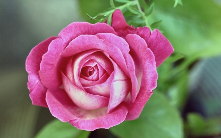 Pink rose - flower, rose, pink, bud, green