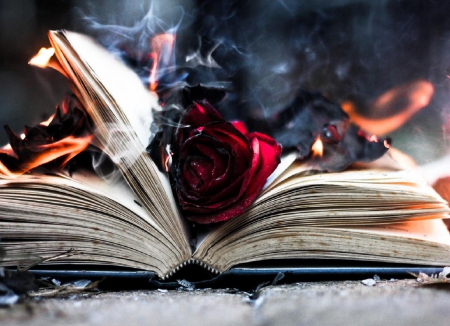 Passion - ashes, passion, roses, photography, book, fire, red roses