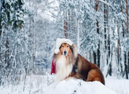 Collie - collie, wood, forest, dog, snow, photography, winter, cute