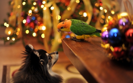 Frienship in Christmas - christmas, dog, Frienship, animals