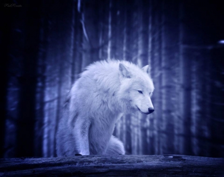 A wolf - wolf, nature, abstract, majestic, canine, friendship, arctic, grey wolf