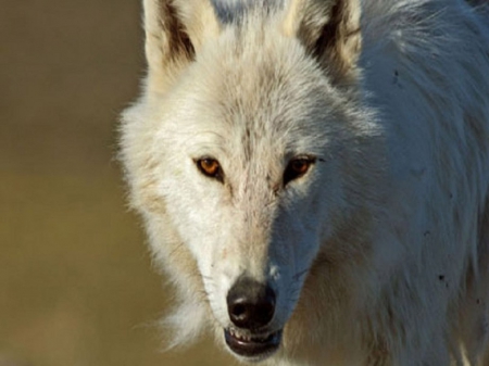 wolf - wolf, nature, abstract, majestic, canine, friendship, arctic, grey wolf