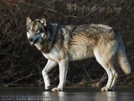 great wolf - wolf, nature, abstract, majestic, canine, friendship, arctic, grey wolf