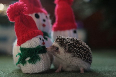 Merry Christmas - snowman, season, merry christmas, hedgehog