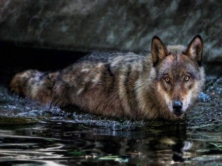 wild cool - wolf, nature, abstract, majestic, canine, friendship, arctic, grey wolf