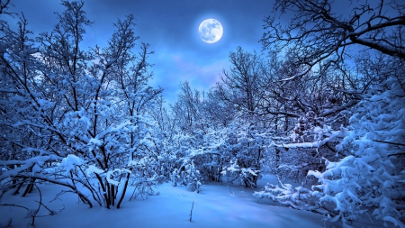 full moon in winter - moon, winter, forest, blue