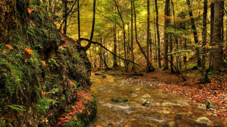 beautiful forest creek - creek, mound, forest, rocks, leaves