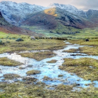 sheep grazing in the lake district in england hdr