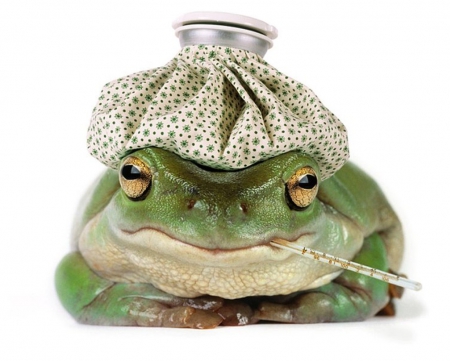 i have a headache - art, i have a headache, frog, ice pack, wallpaper