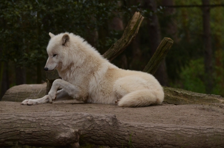 arctic wolf - abstract, grey wolf, nature, wolf, majestic, canine, friendship, arctic