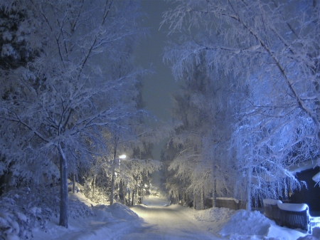 White Winter Forest! - white, winter, nature, forest