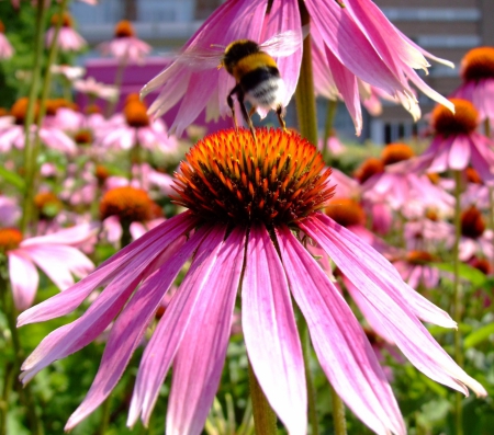 Flower - left, buzz, pink, red