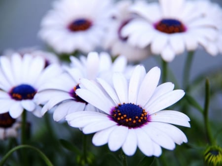 Simply Beautiful - nature, purple, pretty, petals, flowers, spring