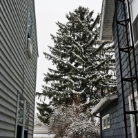 Snowy Pine Tree